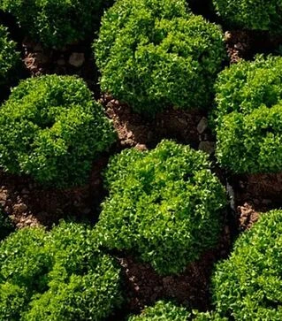 Насіння салату Лабіба, п.о. 1 тис. насінин (Enza Zaden)