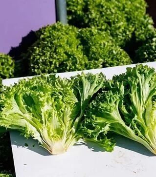 Насіння салату Лабіба, п.о. 1 тис. насінин (Enza Zaden)