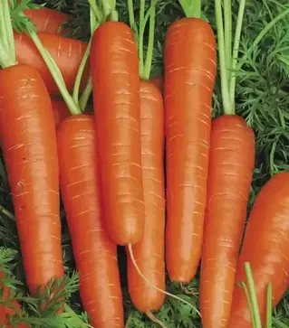 Семена моркови Спидо F1, п.е. 25 тыс. семян (Hazera)