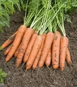 Насіння моркви Берлін F1, п.о. 100 тис. насінин , 1,6-1,8 калібр (Bejo)