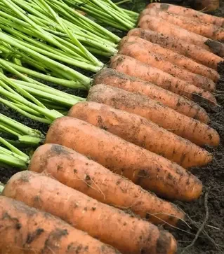 Семена моркови Каскад F1, п.е. 100 тыс. семян, 2,2-2,4 калибр (Bejo)