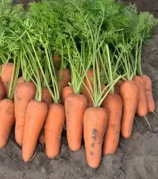 Семена моркови Кентон F1, п.е. 100 тыс. семян, 2,4-2,6 калибр (Bejo)