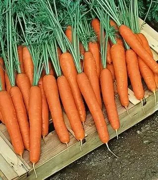 Насіння моркви Престо F1, п.о. 25 тис. насінин , 1,6-1,8 калібр (Hazera)