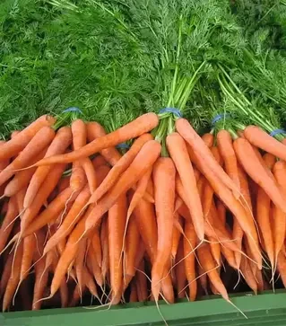 Насіння моркви Наполі F1, п.о. 25 тис. насінин , 1,6-1,8 калібр (Bejo)