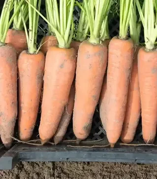 Семена моркови Канада F1, п.е. 25 тыс. семян, 2,0-2,2 калибр (Bejo)