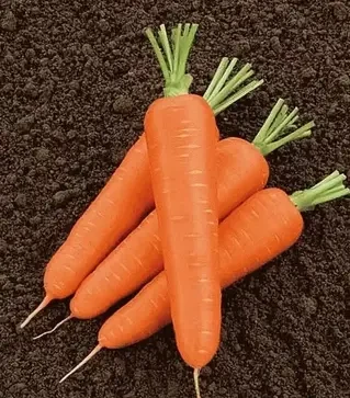 Семена моркови Олимпо F1, п.е. 100 тыс. семян (Hazera)