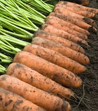 Насіння моркви Каскад F1, п.о. 100 тис. насінин , 1,6-1,8 калібр (Bejo)