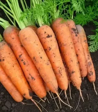 Насіння моркви Балтімор F1, п.о. 100 тис. насінин , 1,6-1,8 калібр (Bejo)