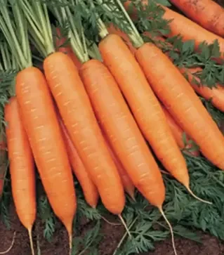 Семена моркови Бангор F1, п.е. 100 тыс. семян, 1,6-1,8 калибр (Bejo)