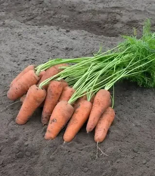 Семена моркови Курасао F1, п.е. 100 тыс. семян, 1,6-1,8 калибр (Bejo)