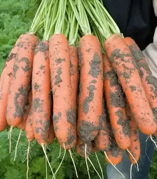 Семена моркови Нерак F1, п.е. 100 тыс. семян, 1,6-1,8 калибр (Bejo)