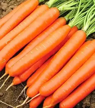 Насіння моркви Белградо F1, п.о. 100 тис. насінин , 1,6-1,8 калібр (Bejo)