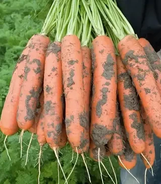 Насіння моркви Нерак F1, п.о. 100 тис. насінин , 1,8-2,0 калібр (Bejo)