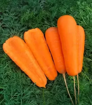 Семена моркови Боливар F1, п.е. 500 тыс. семян, 1,4-1,6 калибр (Clause)