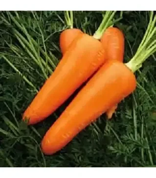 Семена моркови Мирафлорес F1, п.е. 500 тыс. семян, 1,6-2,0 калибр (Clause)