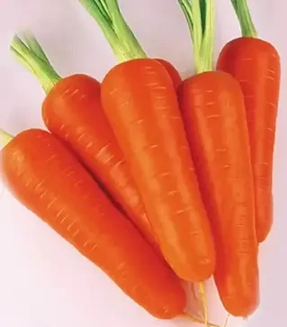 Насіння моркви Абако F1, п.о. 1 млн. насінин , 1,4-1,6 калібр (Seminis)