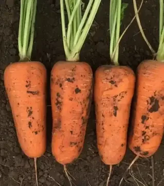 Семена моркови Абразо F1, п.е. 1 млн. семян, 1,4-1,6 калибр (Seminis)