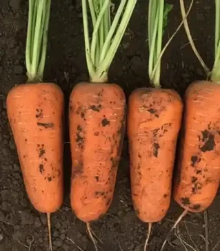 Насіння моркви Абразо F1, п.о. 1 млн. насінин , 1,6-1,8 калібр (Seminis)