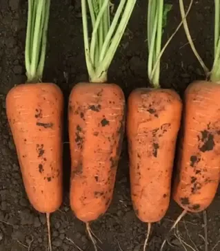 Семена моркови Абразо F1, п.е. 1 млн. семян, 1,8-2,0 калибр (Seminis)