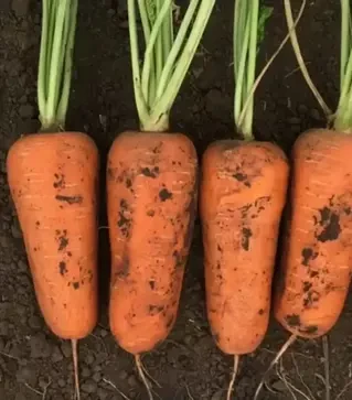 Насіння моркви Абразо F1, п.о. 200 тис. насінин , 1,6-1,8 калібр (Seminis)