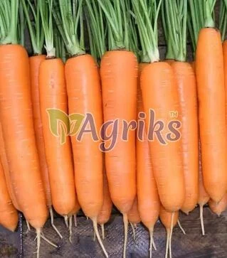 Насіння моркви Елеганза F1, п.о. 100 тис. насінин (Nunhems)