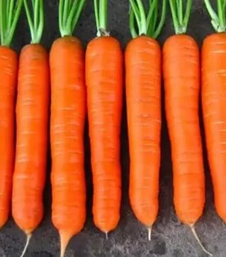 Семена моркови Колтан F1, п.е. 100 тыс. семян (Nunhems)