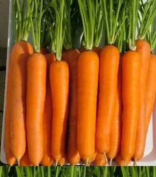 Насіння моркви Лагуна F1, п.о. 100 тис. насінин (Nunhems)