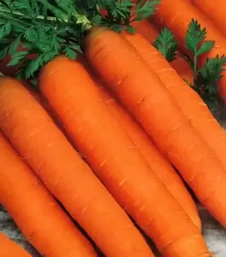 Семена моркови Романс F1, п.е. 100 тыс. семян (Nunhems)