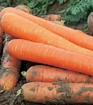 Семена моркови Метро F1, п.е. 25 тыс. семян (Nunhems)