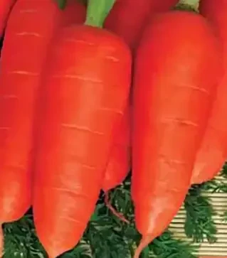 Семена моркови Нью Курода, 500 г (Коуэлл)