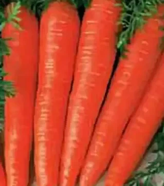 Семена моркови Флакко, 500 г (Коуэлл)