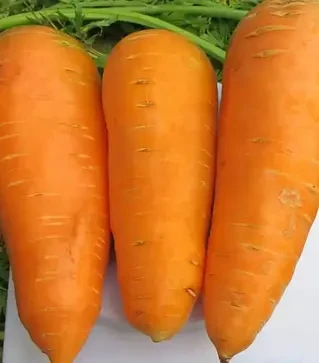 Насіння моркви Болтекс, 500 г (Clause)