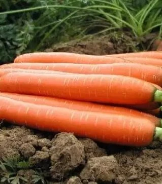 Насіння моркви Каданс F1, п.о. 100 тис. насінин (Nunhems)