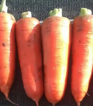 Насіння моркви Курода Пауер, 500 г (Sakata)