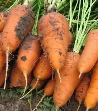 Семена моркови Курода Шантане, 500 г (United Genetiks)