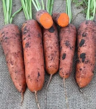 Семена моркови Нью Курода АС, 500 г (Asia Seed)