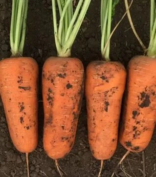 Насіння моркви Абразо F1, п.о. 200 тис. насінин (Seminis)