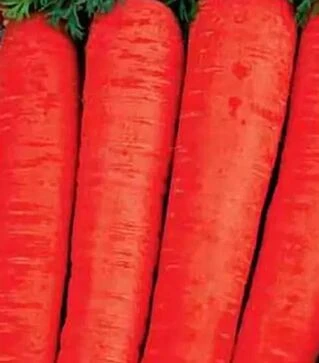 Семена моркови Берликум, 5 кг (Коуэлл)