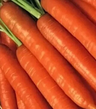Насіння моркви Бріліанс F1, п.о. 100 тис. насінин (Nunhems)