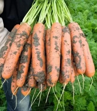 Насіння моркви Дейлянс F1, п.о. 100 тис. насінин (Nunhems)