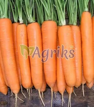 Семена моркови Элеганза F1 Нунемс, п.е. 100 тыс. семян (Nunhems)