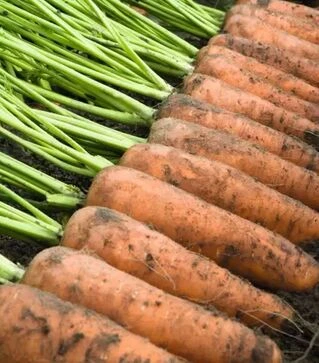 Семена моркови Каскад F1, п.е. 500 тыс. семян (Bejo)