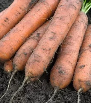 Насіння моркви Номінатор F1, п.о. 500 тис. насінин (Bejo)