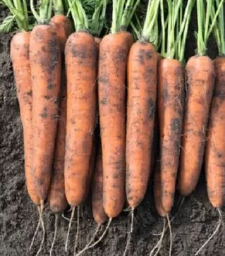 Насіння моркви Норвей F1, п.о. 500 тис. насінин (Bejo)