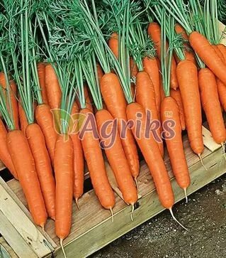 Семена моркови Престо F1, п.е. 25 тыс. семян (Hazera)