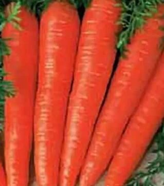 Семена моркови Флакко, 5 кг (Коуел)