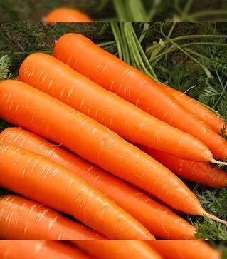 Семена моркови Франсис, 1 кг (Moravoseed)