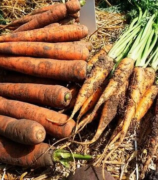 Насіння моркви Харизма F1, п.о. 25 тис. насінин (Moravoseed)