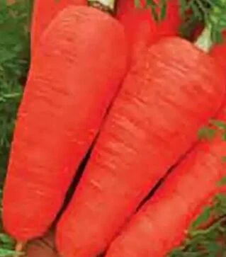 Насіння моркви Шантане Hortus, 5 кг (Коуел)