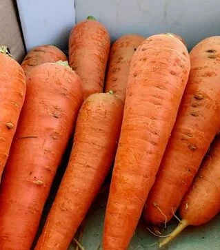 Насіння моркви Абако F1, п.о. 1000 тис. насінин, 2,4-2,6 калібр (Seminis)